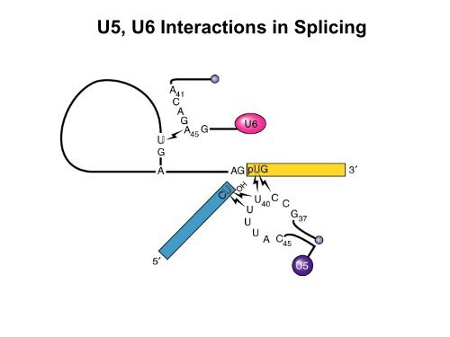 RNA Splicing: Removal of Introns from Primary ... - EURASNET