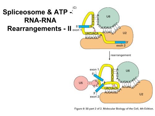 RNA Splicing: Removal of Introns from Primary ... - EURASNET