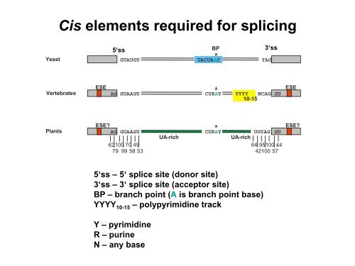 RNA Splicing: Removal of Introns from Primary ... - EURASNET