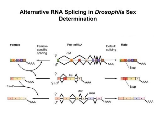 RNA Splicing: Removal of Introns from Primary ... - EURASNET