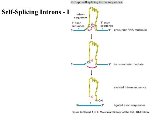 RNA Splicing: Removal of Introns from Primary ... - EURASNET