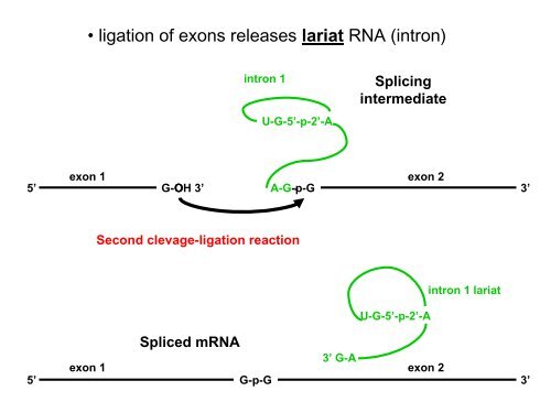 RNA Splicing: Removal of Introns from Primary ... - EURASNET