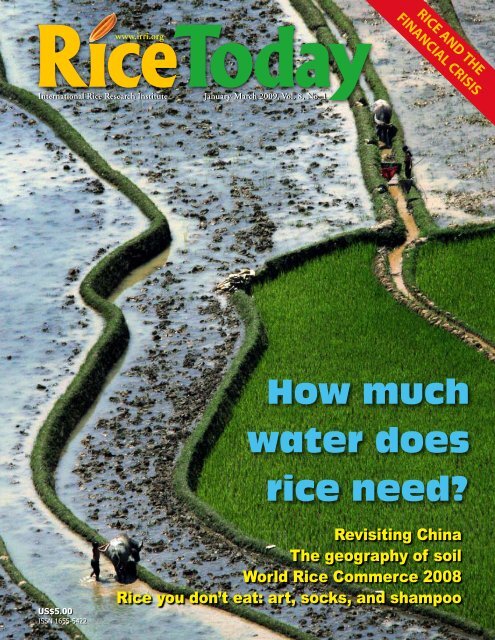 How much water does rice need? - adron.sr