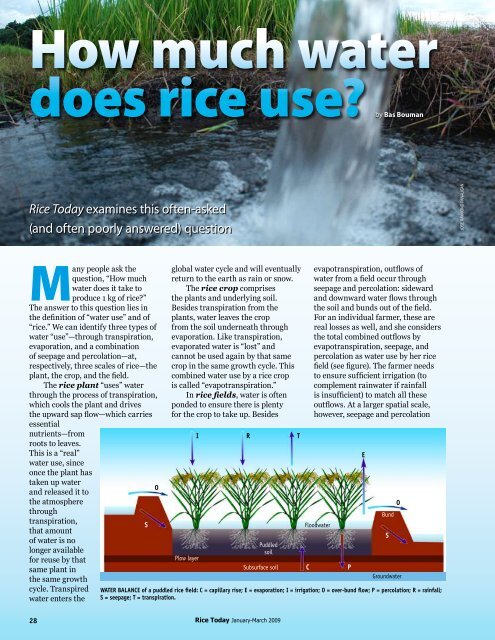 How much water does rice need? - adron.sr