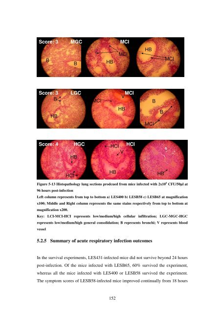 5 The role of quorum-sensing in the virulence of Pseudomonas ...