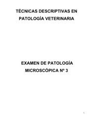 TÉCNICAS DESCRIPTIVAS EN PATOLOGÍA VETERINARIA