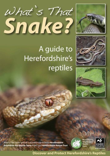 Guide to reptiles - Wye Valley AONB