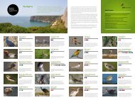 Bird Watching Algarve - Carvoeiro.com