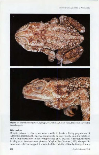 A synopsis of the Sri Lankan Bufonidae (Amphibia: Anura) - WHT