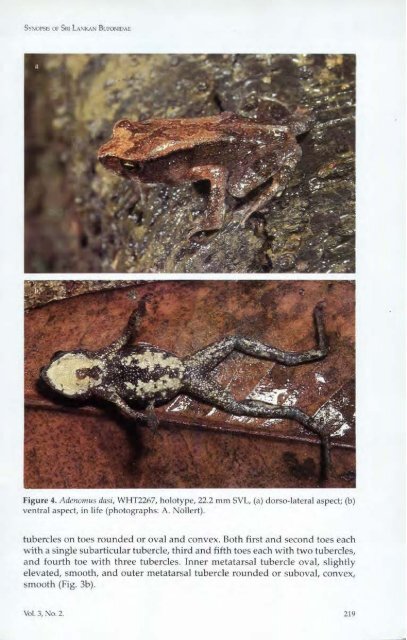 A synopsis of the Sri Lankan Bufonidae (Amphibia: Anura) - WHT