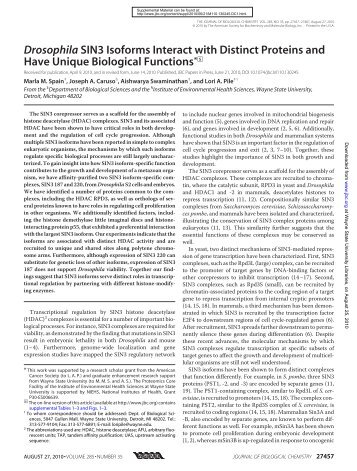 Drosophila SIN3 Isoforms Interact with Distinct Proteins and Have ...