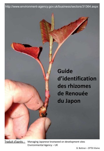 fiche d'identification des racines et rhizomes de ... - EPTB Vilaine