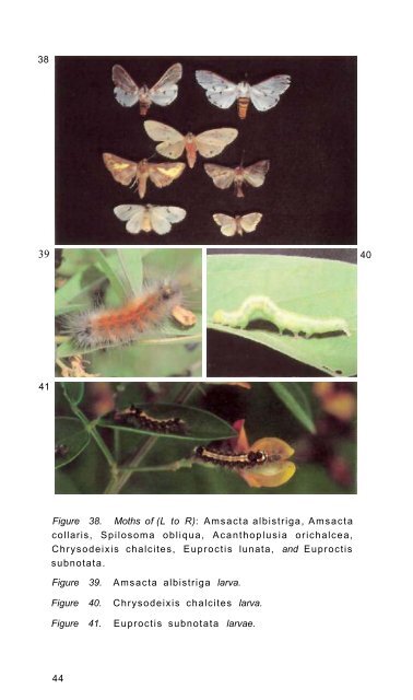 Pigeonpea and Chickpea Insect Identification Handbook - Agropedia