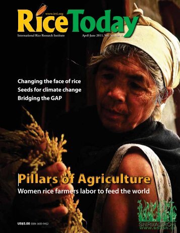Women rice farmers labor to feed the world - adron.sr