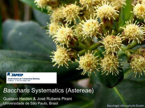 Baccharis Systematics (Astereae) - Fapesp