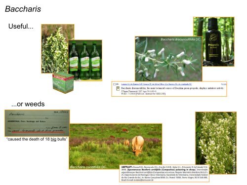 Baccharis Systematics (Astereae) - Fapesp