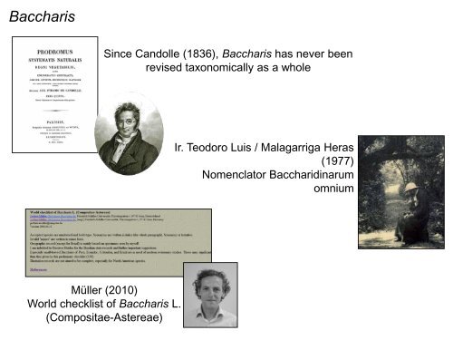 Baccharis Systematics (Astereae) - Fapesp