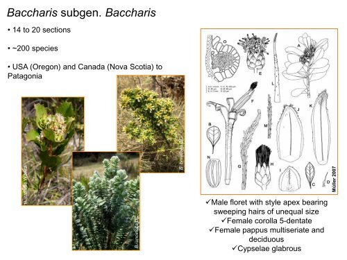 Baccharis Systematics (Astereae) - Fapesp