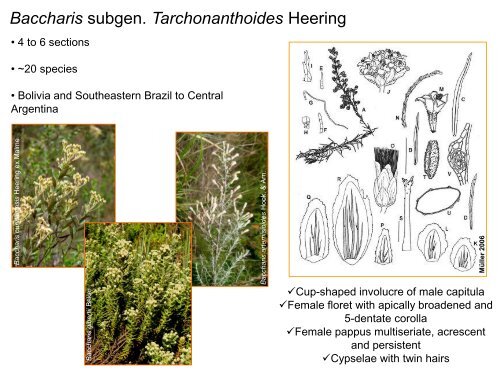 Baccharis Systematics (Astereae) - Fapesp