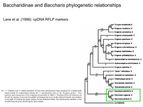 Baccharis Systematics (Astereae) - Fapesp