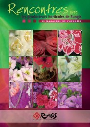 Adonis Rose Sang gouttelettes fleurs environ 50 graines vivaces Coupe Fleur 651