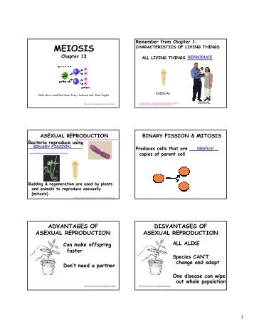 Chapter 13 - Meiosis.pdf - Lincoln AP Biology - home