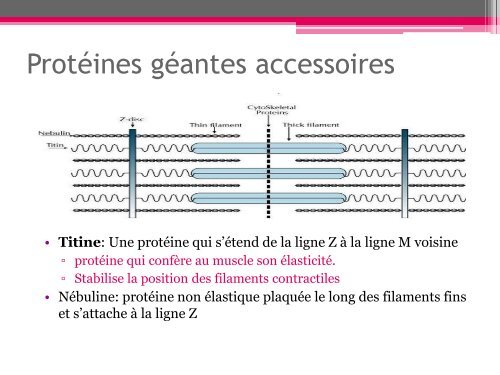 Physiologie du muscle