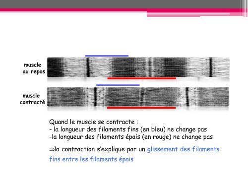 Physiologie du muscle