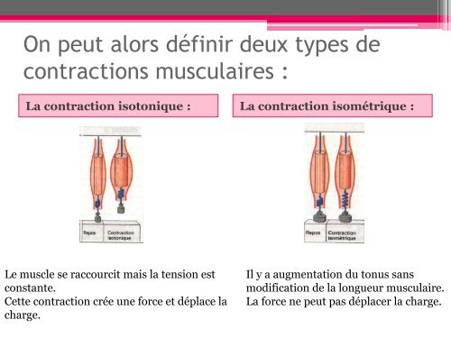 Physiologie du muscle