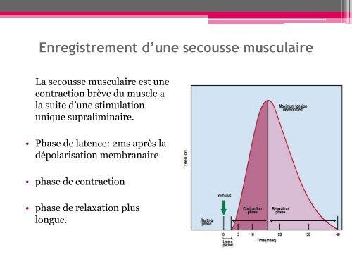 Physiologie du muscle