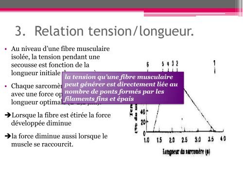 Physiologie du muscle