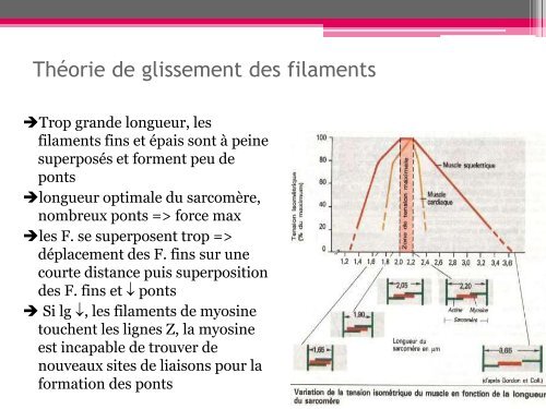 Physiologie du muscle