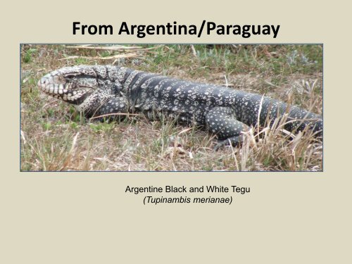 Argentine Black And White Tegu Assessment In South Florida