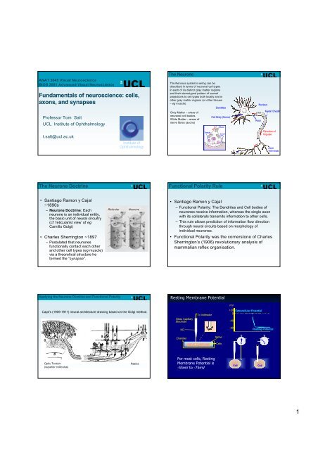 Fundamentals of neuroscience: cells, axons, and synapses