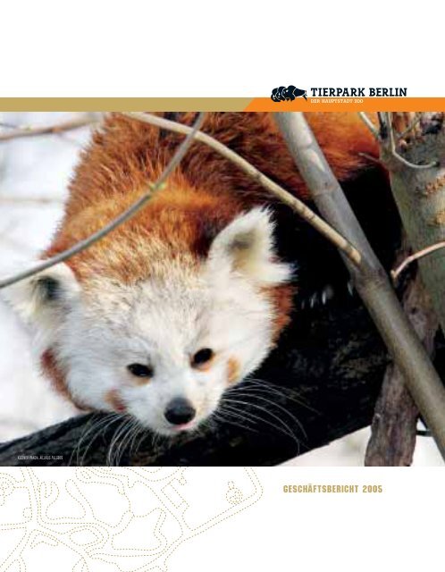 Roter Panda / Kleiner Panda - Ailurus fulgens - Red panda