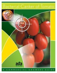 Bacterial Canker of Tomato - Harris Moran - homepage