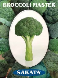 Broccoli Master - Sakata Vegetables