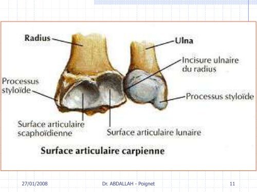 Articulation du poignet