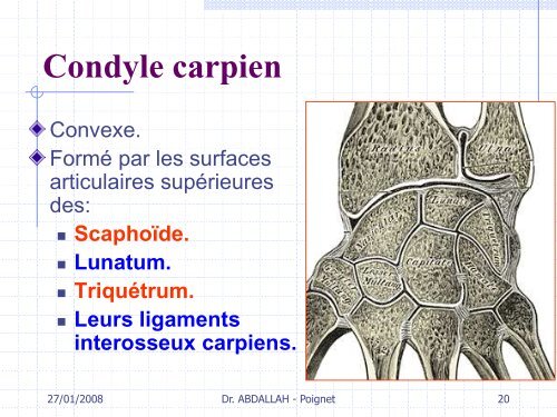 Articulation du poignet