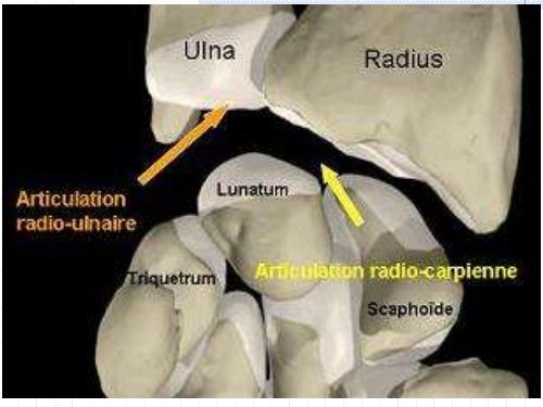 Articulation du poignet