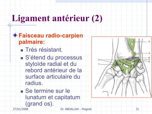 Articulation du poignet