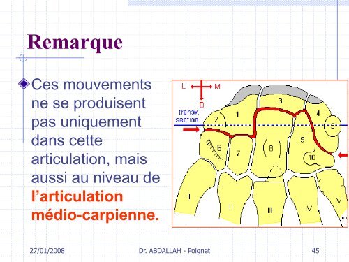 Articulation du poignet