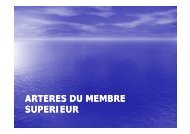 Artères du membre supérieur