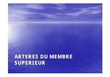 Artères du membre supérieur
