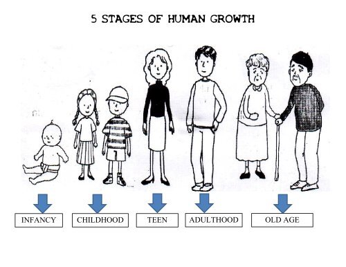Stages Of Human Growth And Development Chart