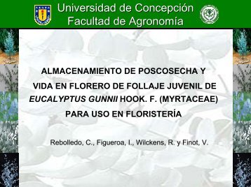 Almacenamiento de poscosecha y vida en florero de follaje juvenil ...