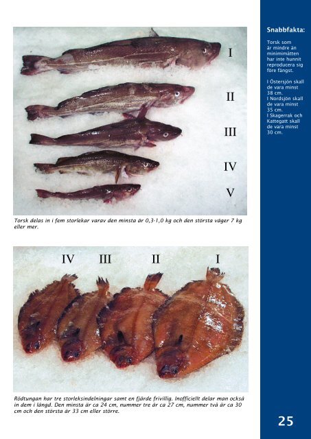 Säsongsvariationer och storlekssortering - Svensk Fisk