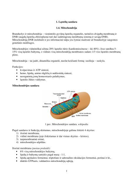 1 skyrius. LÄstelÄs sandara. Mitochondrijos