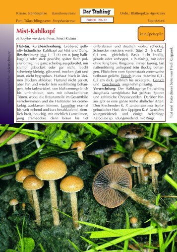 Mist-Kahlkopf Psilocybe merdaria - Der Tintling