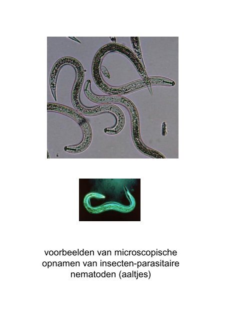 Bomen als leefruimte van nuttige insecten, Henk Vlug - Nationale ...